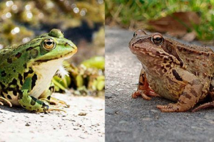 Жаба і жаба - як розрізняти? Жаба і жаба - як розрізняти?